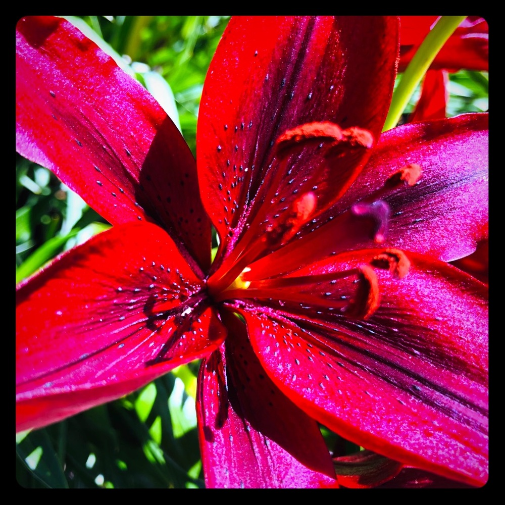 Meet your Posher, Willow